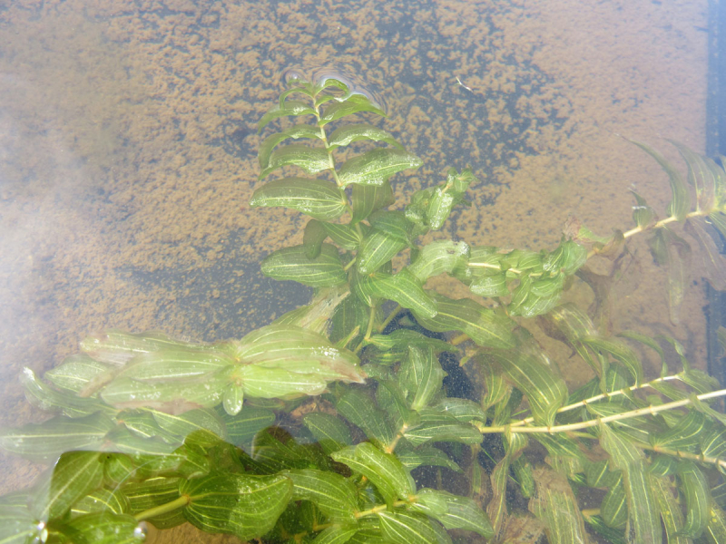 Potamogeton natans - schwimmendes Laichkraut